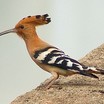 Hoopoes